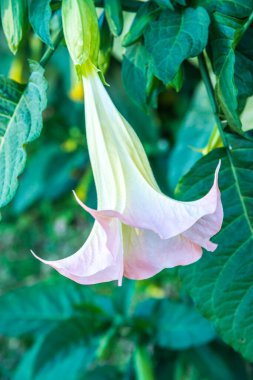 Datura çiçekleri ağaçta, Tayland.