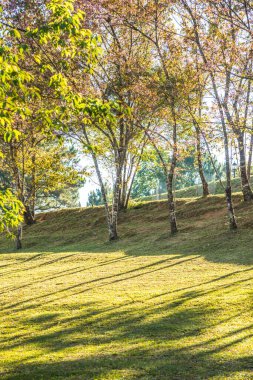 Chiangmai, Tayland 'da kiraz çiçeği parkı..