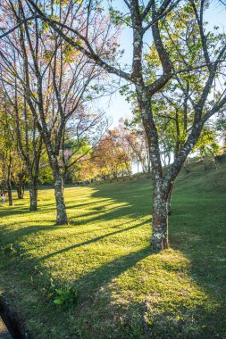 Chiangmai, Tayland 'da kiraz çiçeği parkı..