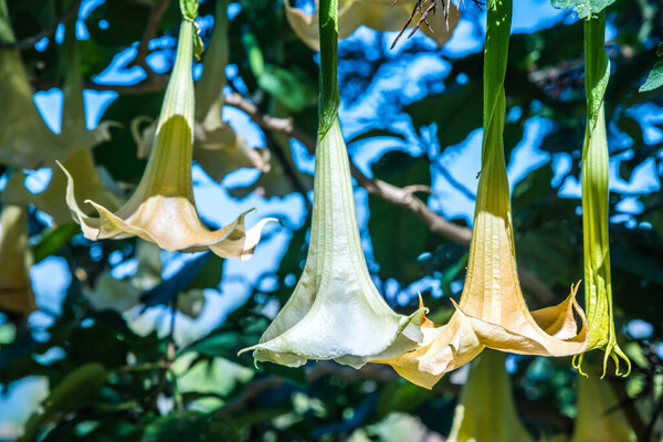 Datura flowers on tree, Thailand.