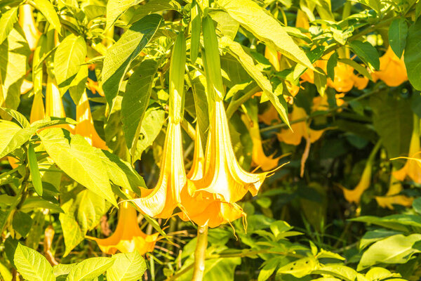 Datura flowers on tree, Thailand.