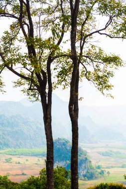 Phu Langka Ulusal Parkı, Tayland Güzel Manzarası.