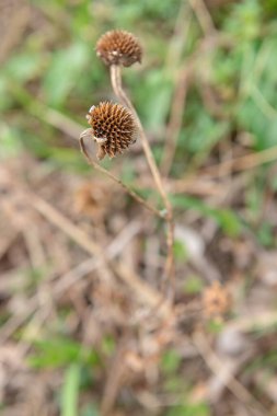 Tayland 'da kurak bir çiçek..