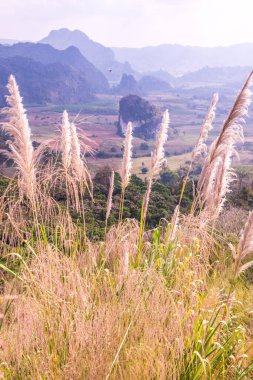 Phu Langka Ulusal Parkı, Tayland Güzel Manzarası.