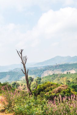Tayland Phu Langka Ulusal Parkı 'nda güzel bir manzara..