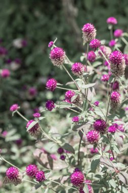 Bahçede, Tayland 'da Yerküre Amaranth çiçeği.
