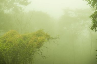 Tayland 'ın Phayao eyaletinde kış mevsiminde sisli bir orman.
