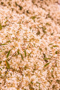 Küçük beyaz çiçeklerin arka planı, Tayland.