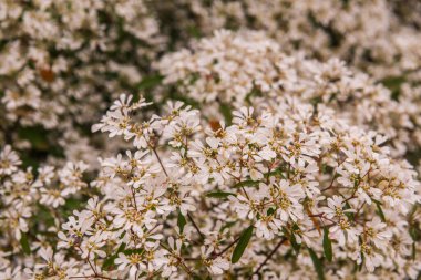 Küçük beyaz çiçeklerin arka planı, Tayland.
