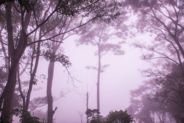 Tayland 'ın Phayao eyaletinde kış mevsiminde sisli bir orman.