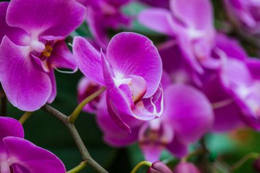 Parktaki Violet orkidesi, Tayland.