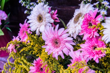 Tayland, Gerbera çiçeğine yakın..