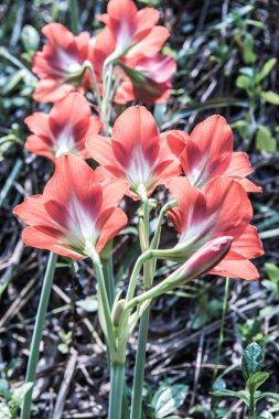 Amaryllis çiçekleri parkta, Tayland.