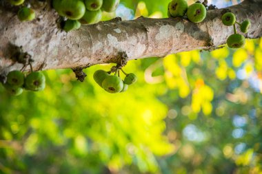 Tayland, ormandaki ağaçta yeşil meyveler.