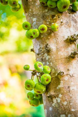 Tayland, ormandaki ağaçta yeşil meyveler.