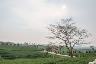 Tayland, Tayland 'da çay çiftliği.