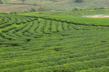 Tayland, Tayland 'da çay çiftliği.