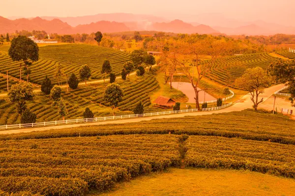 Tayland, Tayland 'da çay çiftliği.