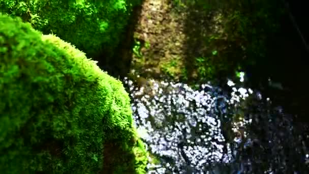 Wasser Fließt Durch Bemooste Felsen Einem Schattigen Garten — Stockvideo