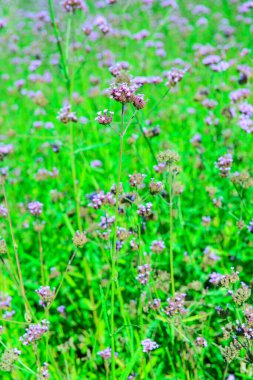 Chiang Rai Eyaletindeki Verbena Sahası, Tayland.