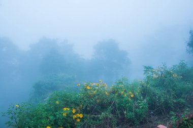 Tayland 'ın Phayao eyaletinde kış mevsiminde sisli bir manzara.