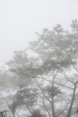 Tayland 'ın Phayao eyaletinde kış mevsiminde sisli bir orman.