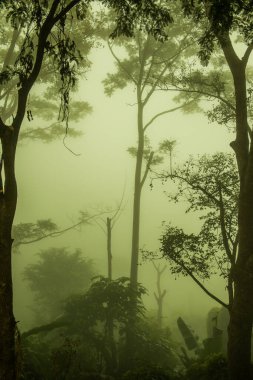 Tayland 'ın Phayao eyaletinde kış mevsiminde sisli bir orman.