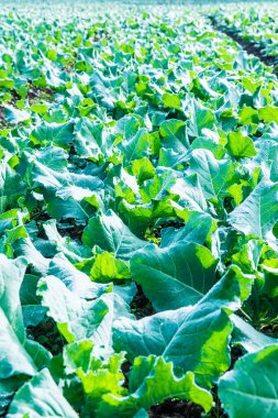 Sebze bahçesinde yeşil Çin lahanası, Tayland.