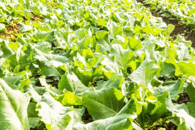 Sebze bahçesinde yeşil Çin lahanası, Tayland.