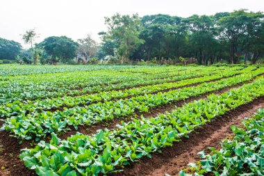 Sebze bahçesinde yeşil Çin lahanası, Tayland.