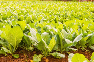 Sebze bahçesinde yeşil Çin lahanası, Tayland.
