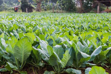 Sebze bahçesinde yeşil Çin lahanası, Tayland.