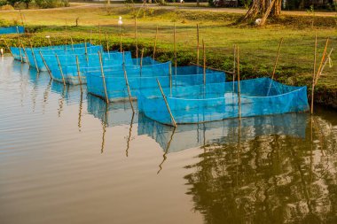 Tayland 'da balık kafesleri.