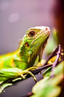 Ağaçta yeşil iguana, Tayland.