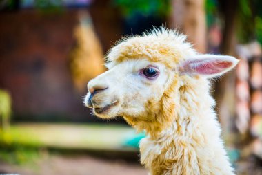 Tayland, Tayland 'da beyaz Alpaca Vicugna paketleri.