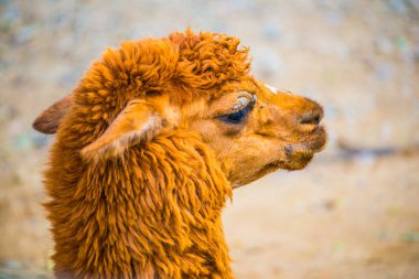 Tayland 'da Brown Alpaca Vicugna paketleri.