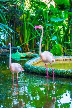 Tayland 'da daha büyük flamingo.