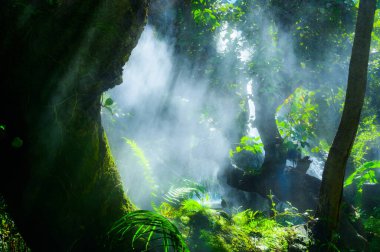 Chiang Mai, Tayland 'da gölgeli ve serin bir bahçe.