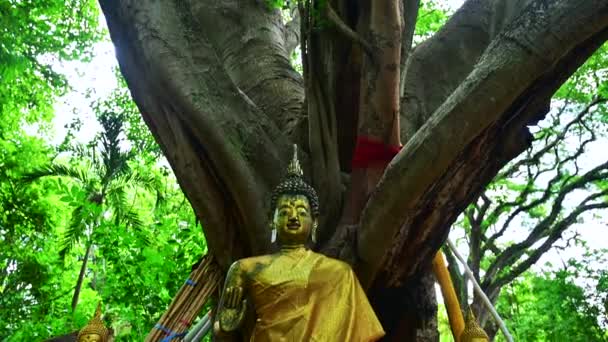 Alte Buddha Statue Unter Einem Großen Bodhi Baum Wat Jed — Stockvideo