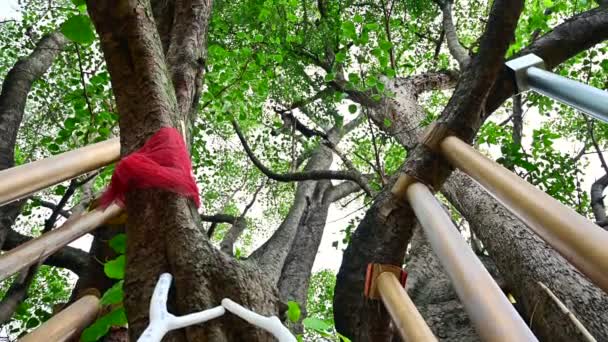 古老的菩提树和支撑杆是根据泰国北方人民的信仰建造的 — 图库视频影像