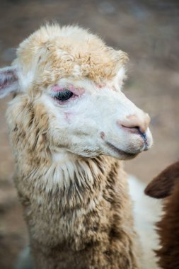 Tayland, Tayland 'da beyaz Alpaca Vicugna paketleri.