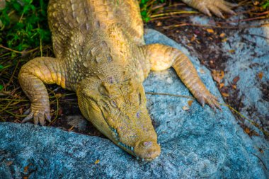 Albino Siyam Timsahı veya Tayland Timsahı, Tayland.