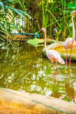 Tayland 'da daha büyük flamingo.