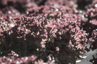 Hidroponik sebze bahçesinde Kızıl Mercan, Tayland.