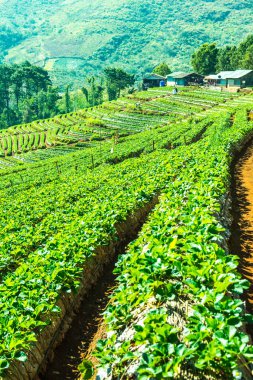 Çilek tarlası Doi Ang Khang, Tayland.