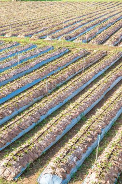 Tayland 'ın Chiangmai şehrinde çilek çiftliği..