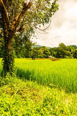 Rice field in Phayao province, Thailand.