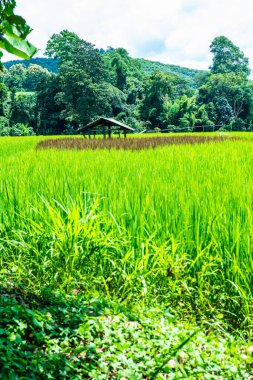Rice field in Phayao province, Thailand.