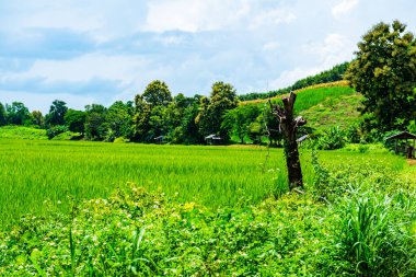 Rice field in Phayao province, Thailand.