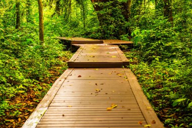 Phu Sang, Tayland 'da doğa yolu..
